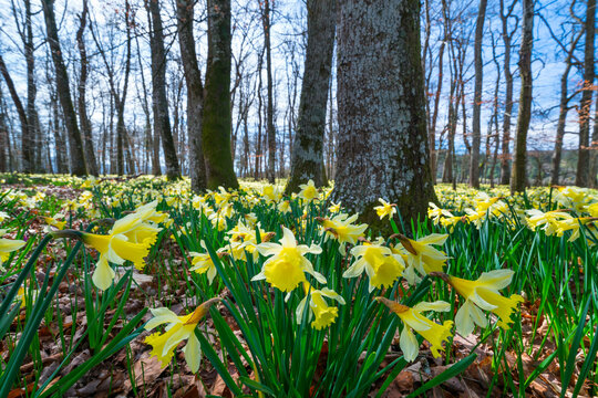 Narcissus pseudonarcissus (commonly known as wild daffodil or Lent lily), Gorbeia Natural Park, Alava, Basque Country, Spain, Europe