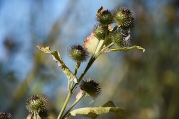 Woody Burdock, Arctium nemorosum plant, in the garden.