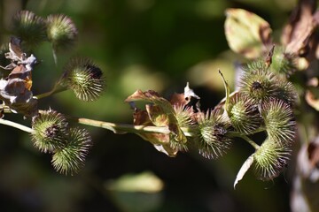 Woody Burdock, Arctium nemorosum plant, in the garden.