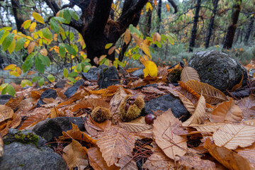 Closeup of freshly fallen chestnuts on brown leaves and stones in an autumn landscape with several trees in the background.