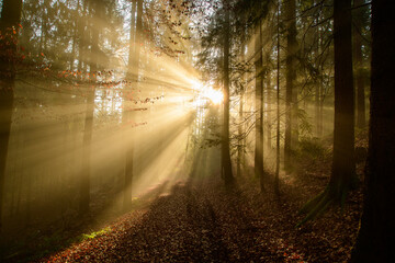 Obraz premium with sun-rays flooded fog forest - dreamlike light and mood