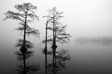 Black and white image of cypress trees reflecting off of calm water and silhouetted by a morning fog