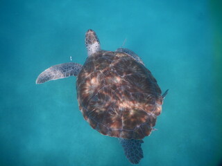 karaibski żółw