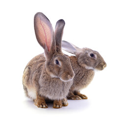 Obraz premium Two little rabbits.