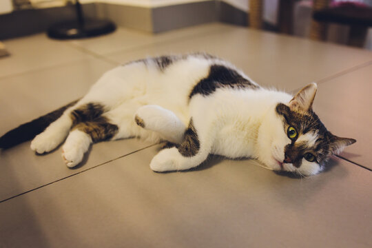 Close up black and white cute cat lying down on the outdoor tile floor and looking some thing .
