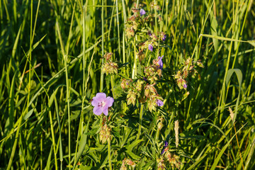 blue flower grows in a meadow in green grass. Geranium pratense or meadow geranium.