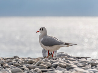 moette sur la plage