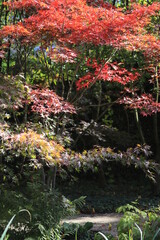 Baumgruppe in einem Park mit japanischem Ahorn in Herbstfärbung