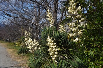 Yucca recurvifolia (Spanish dagger) flowers / Agavaceae evergreen shrub