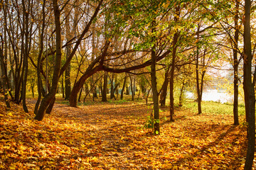 Fototapeta na wymiar nice autumn in the park