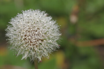 Gorgeous dandelion covered with tiny dew drops on a green background