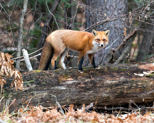 Naklejka na ściany i meble Red Fox photo stock. Red fox close-up profile view standing on a big moss log with a forest background in its environment and habitat displaying fox tail. Fox image. Fox picture. Fox portrait.