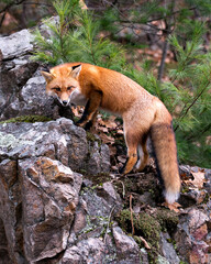 Red Fox photo stock. Red fox close-up profile view standing on a big moss rock with a pine tree...