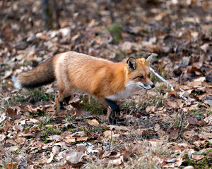 Red Fox photo stock.Red Fox in the forest foraging with a blur background, moss, autumn brown leaves in its environment and habitat, displaying fox tail, fox fur.Fox image. Fox picture. Fox portrait.