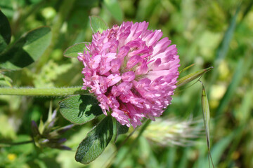 Red Clover (Trifolium pratense)