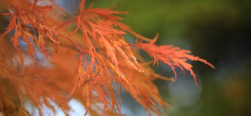 Acer palmatum, Japanischer Fächerahorn mit leuchtend orangem Herbstlaub