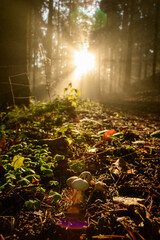 with sun-rays flooded fog forest - dreamlike light and mood