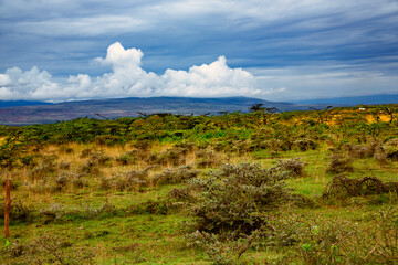 Ngorongoro valley with flowering meadows on the background of mountains with clouds in Tanzania, Africa