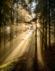 Fototapeta na wymiar with sun-rays flooded fog forest - dreamlike light and mood