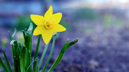 Fototapeta premium Yellow daffodil on a dark blue background