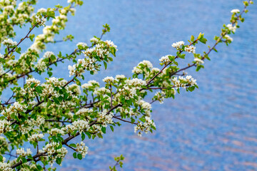 Flowering trees. Pear branch with flowers by the river