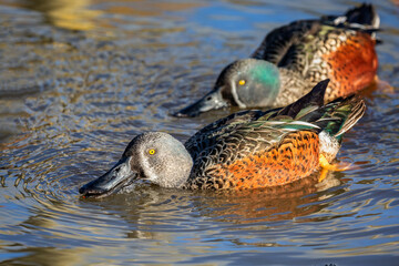 Close up of a pair of Australasian Shoveler Ducks sifting for food  on lake