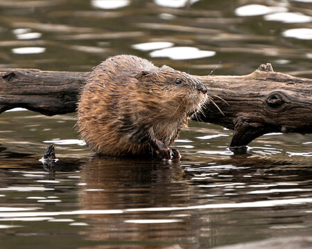 Muskrat stock photos. Muskrat in the water displaying its brown fur by a log with a blur water background in its environment and habitat. Image. Picture. Portrait.