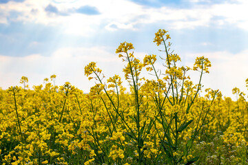 Obraz premium Yellow rapeseed flowers in the field, blooming rapeseed field