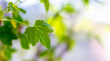 Currant bush with fresh green leaves in spring