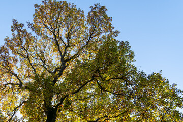 Eiche gegen die Sonne
