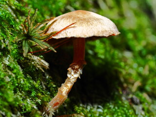 Small mushroom with plant on it