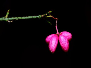 Pink flower with black background
