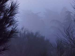 krajobraz mgła drzewa jesień natura niebo chmury