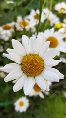 Fototapeta premium white daisy flower