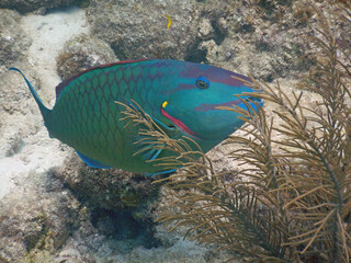 Looe Key Diving Sharks, Parrott Fish, and Reefs - oh my!