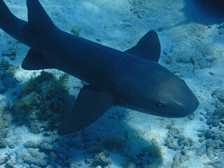 Looe Key Diving Sharks, Parrott Fish, and Reefs - oh my!