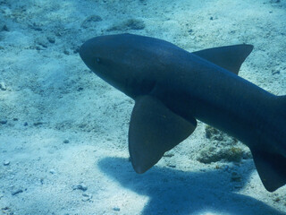 Looe Key Diving Sharks, Parrott Fish, and Reefs - oh my!