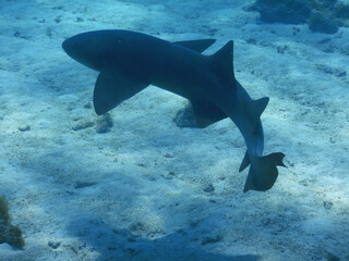 Looe Key Diving Sharks, Parrott Fish, and Reefs - oh my!