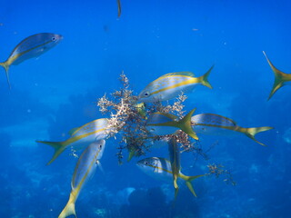 Looe Key Diving Sharks, Parrott Fish, and Reefs - oh my!