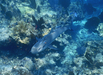 Looe Key Diving Sharks, Parrott Fish, and Reefs - oh my!