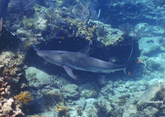 Looe Key Diving Sharks, Parrott Fish, and Reefs - oh my!