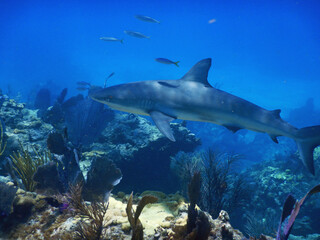 Looe Key Diving Sharks, Parrott Fish, and Reefs - oh my!