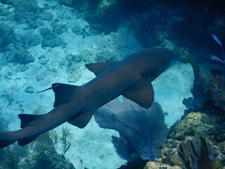 Obraz na płótnie Canvas Looe Key Diving Sharks, Parrott Fish, and Reefs - oh my!