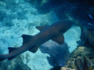 Looe Key Diving Sharks, Parrott Fish, and Reefs - oh my!