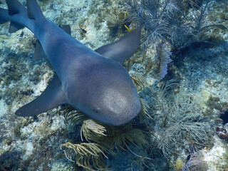 Looe Key Diving Sharks, Parrott Fish, and Reefs - oh my!
