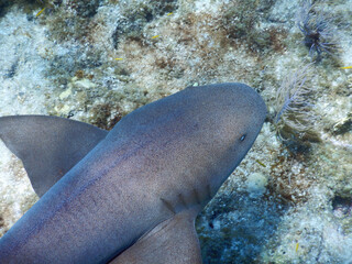 Looe Key Diving Sharks, Parrott Fish, and Reefs - oh my!