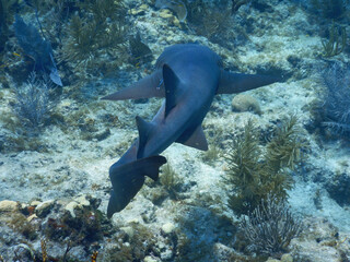 Looe Key Diving Sharks, Parrott Fish, and Reefs - oh my!