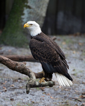 Bald Eagle Stock Photos. Bald Eagle perched with blur background. Image. Picture. Portrait.