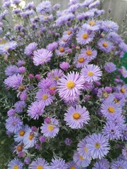 Fototapeta premium flowers in the garden