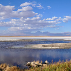 Obraz premium Salt lake in Atacama desert with white salt crust and blue water, Chile